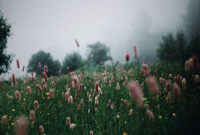 Close-up of flowering plants on field against sky