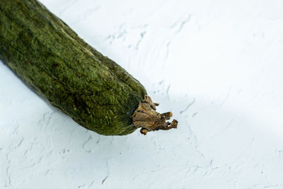 High angle view of lizard on snow