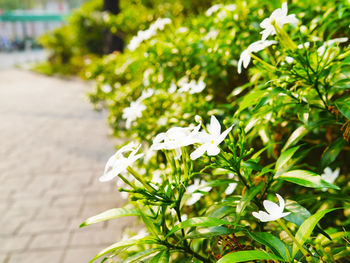 Close-up of white flowering plant