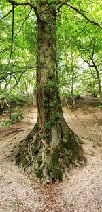 Trees growing in forest