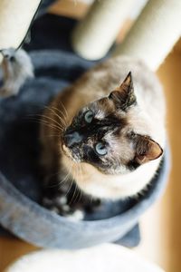 Close-up of cat looking away