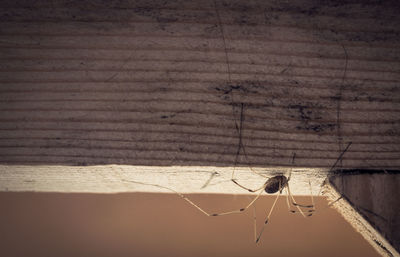 Close-up of spider on web