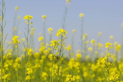 Yellow flowers growing in field