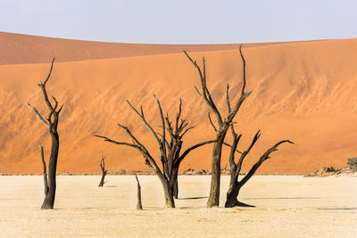 Bare tree on sand dune