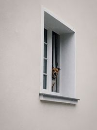 Close-up of cat on wall