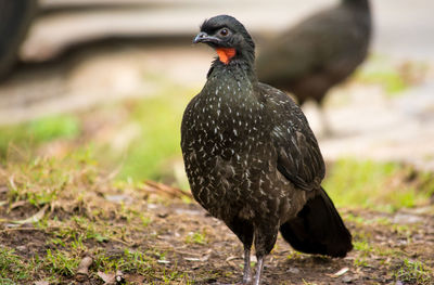 Close-up of a bird perching on a field