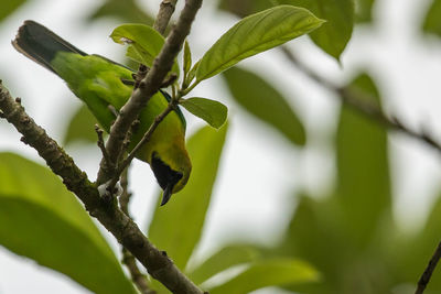 Low angle view of plant on branch