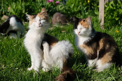Cats relaxing on field