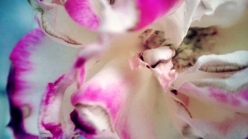 Close-up of pink rose blooming outdoors