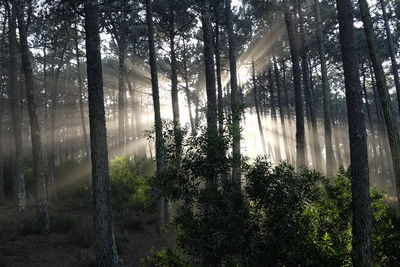 Trees in forest