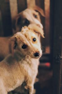 Close-up portrait of dog at home