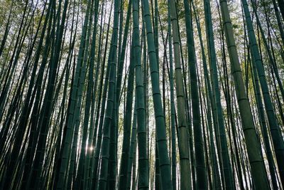 Low angle view of bamboo trees in forest