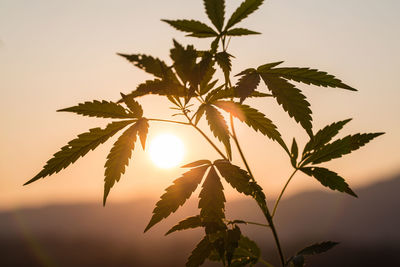 Close-up of silhouette leaves against sky during sunset