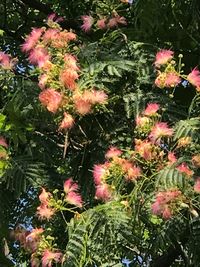 Close-up of plants