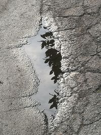 Reflection of silhouette birds in water against sky