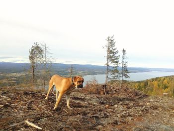 Dog standing in a field