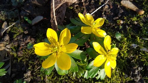 High angle view of yellow flowering plants on field