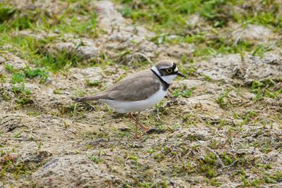 Bird perching on a field