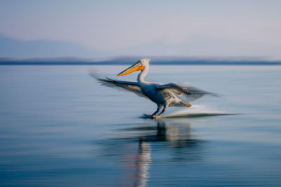 Close-up of bird in lake