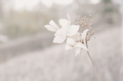 Close-up of snow on twig