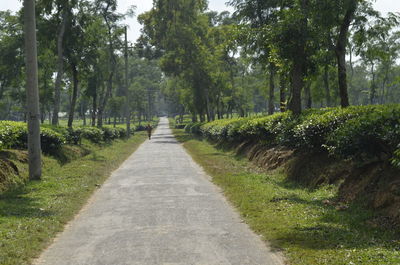 Road amidst trees and plants