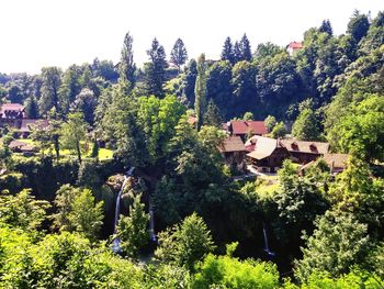 View of lush foliage