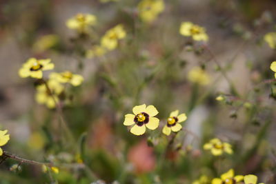 Close-up of yellow flowering plant in park