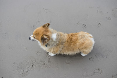 High angle view of corgi dog