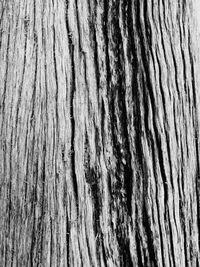 Full frame shot of tree trunk