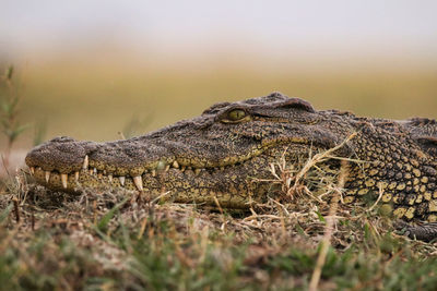 Close-up of crocodile