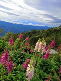 Pink flowering plants by mountains against sky