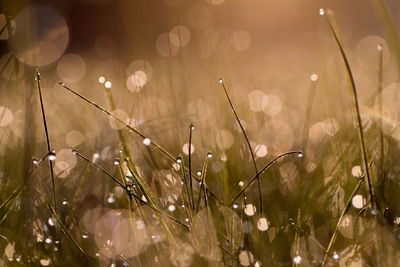 Close-up of plants against water