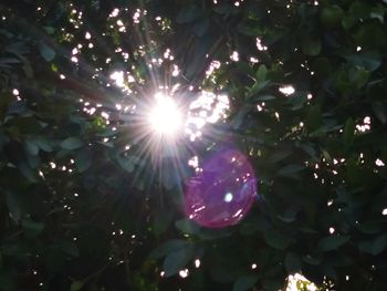 Low angle view of sunlight streaming through trees