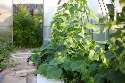 Close-up of plants growing in farm