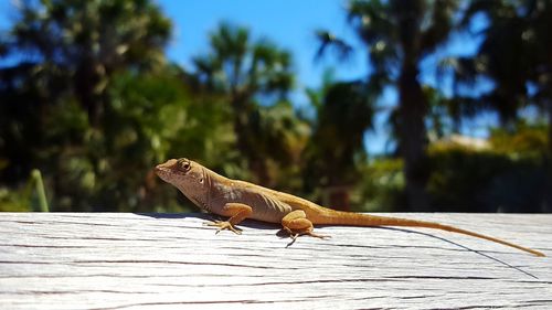 Close-up of lizard on tree against sky