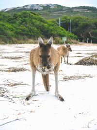 Kangaroo eating on the beach