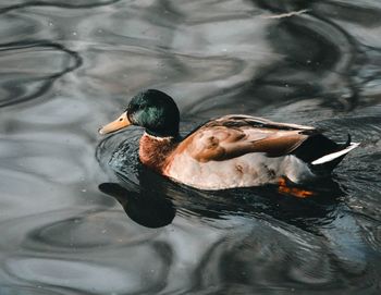 Duck swimming in a lake