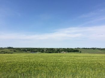 Scenic view of agricultural field against sky