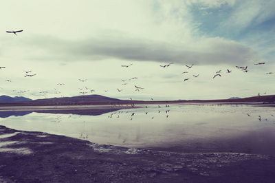 Seagulls flying over lake against sky