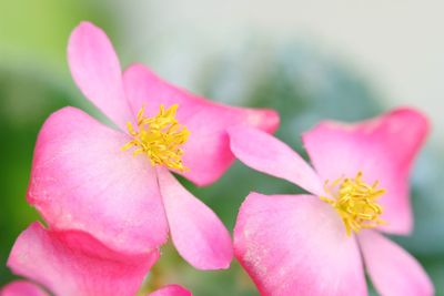 Close-up of pink flower