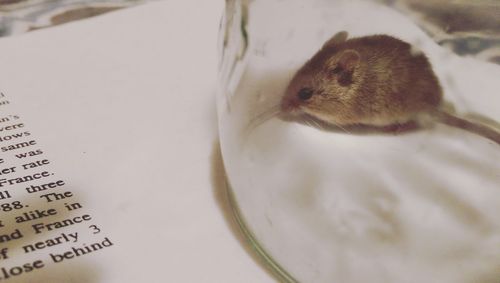 Close-up of mouse in drinking glass on book
