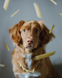 Fluffy brown nova scotia duck tolling retriever among flying pasta. friendship with pets.
