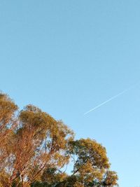 Low angle view of trees against clear blue sky