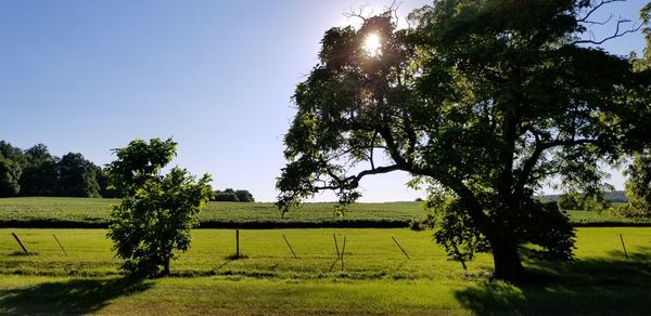 Trees on field against sky