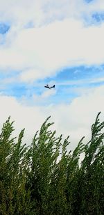 Low angle view of bird flying in sky