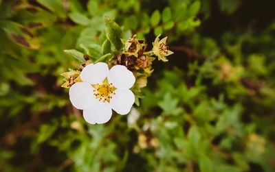 Close-up of white flowering plant