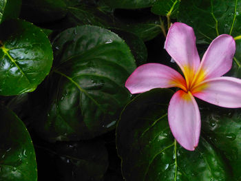 Close-up of water drops on purple flowering plant