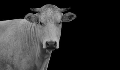 Close-up of cow