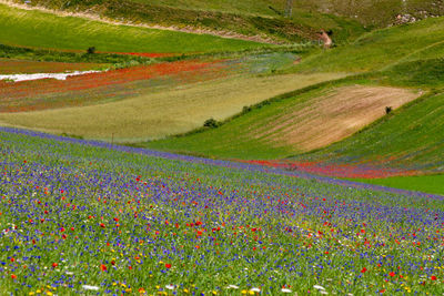 Scenic view of grassy field