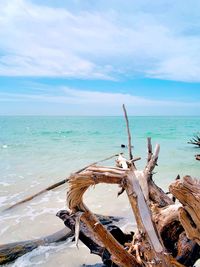 Driftwood on beach against sky